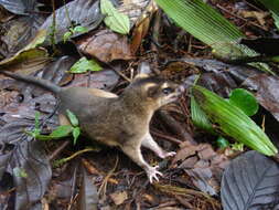 Image of brown four-eyed opposum