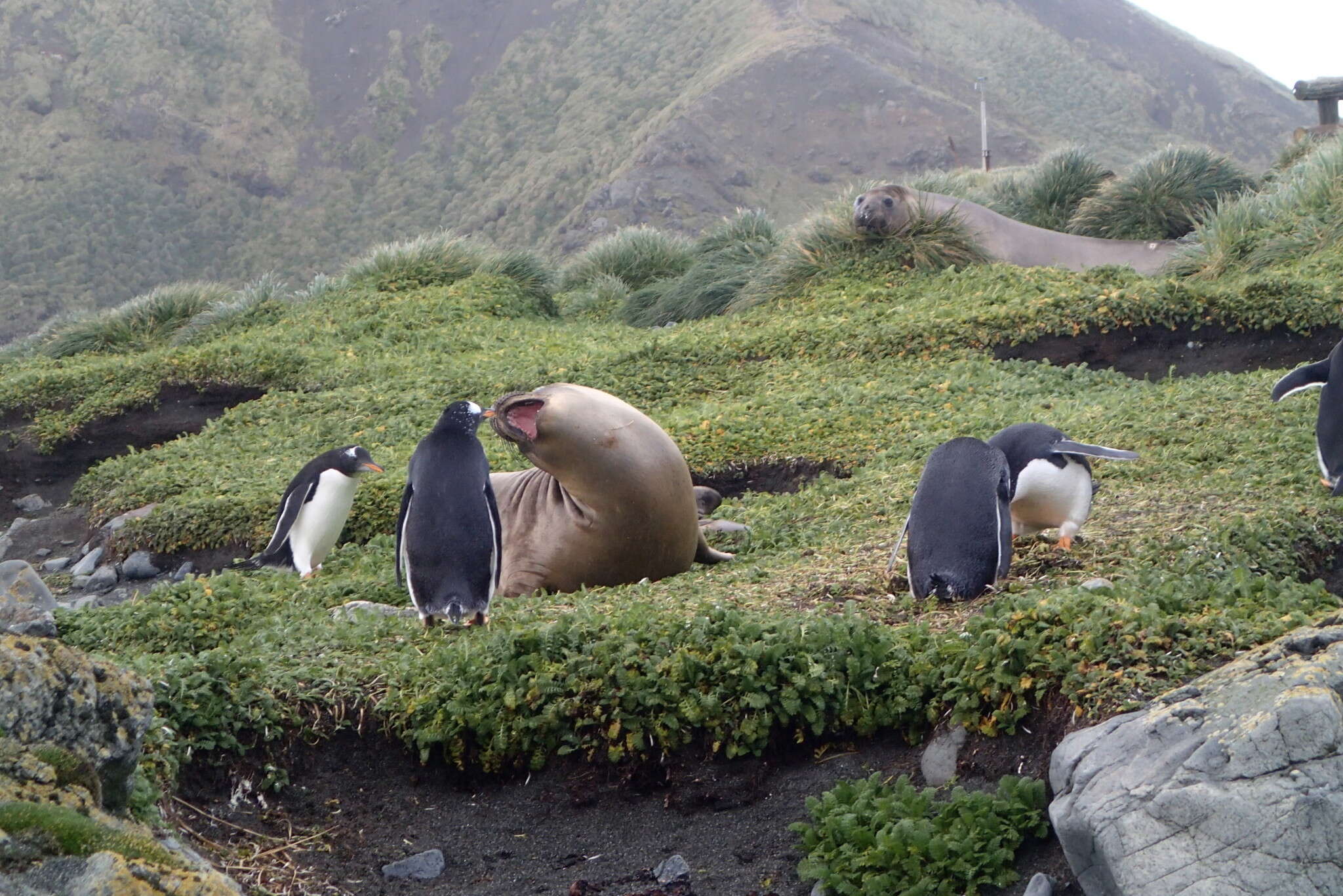 Image of South Atlantic Elephant-seal