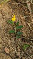 Crotalaria chinensis L. resmi