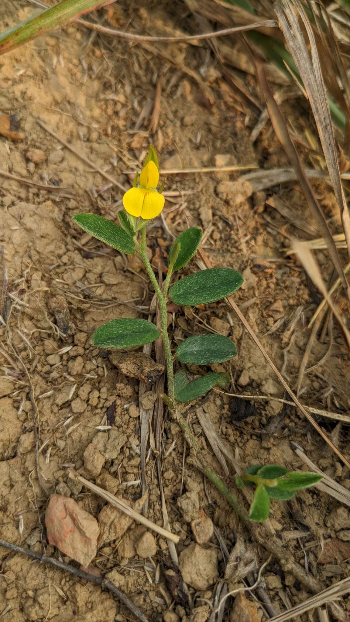 Crotalaria chinensis L. resmi