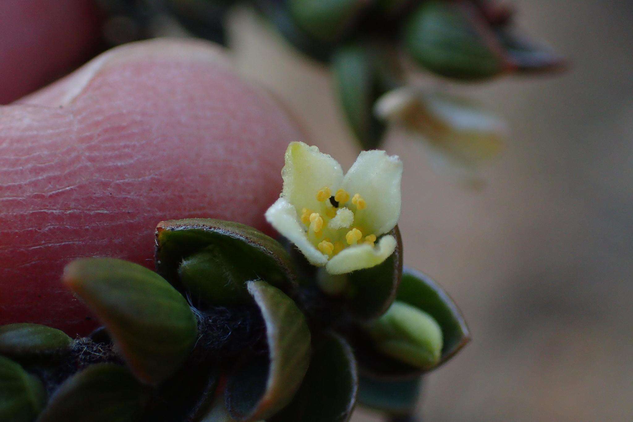 Image of Lachnaea ruscifolia Compton