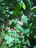 Image of spotted St. Johnswort