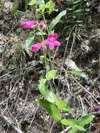 Слика од Penstemon triflorus Heller