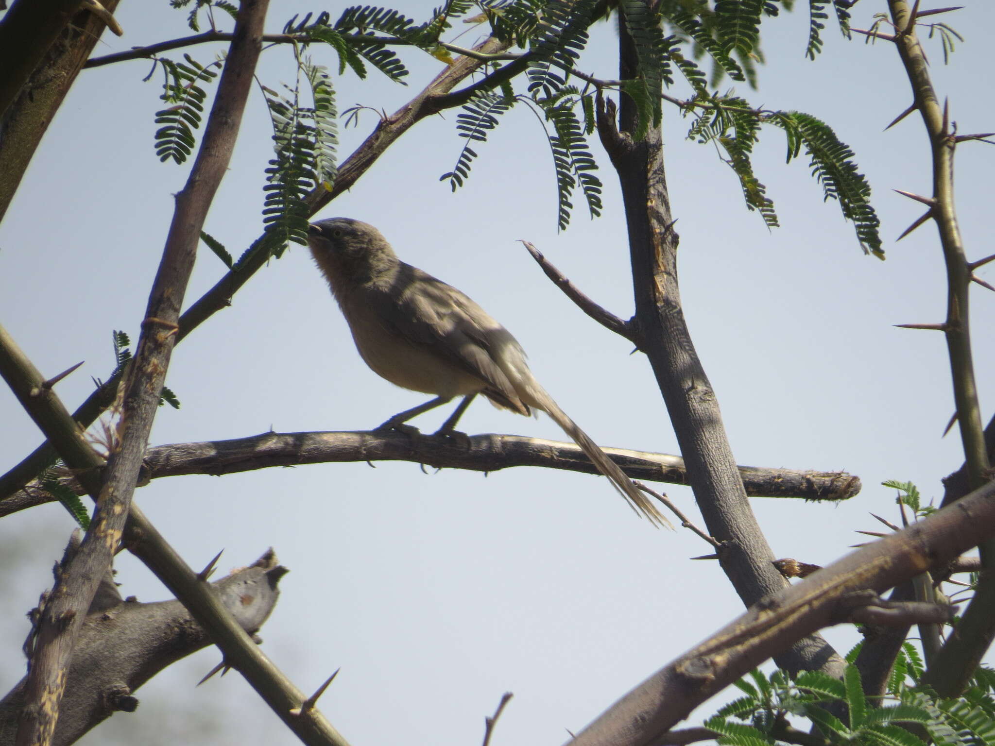 Image of Large Grey Babbler