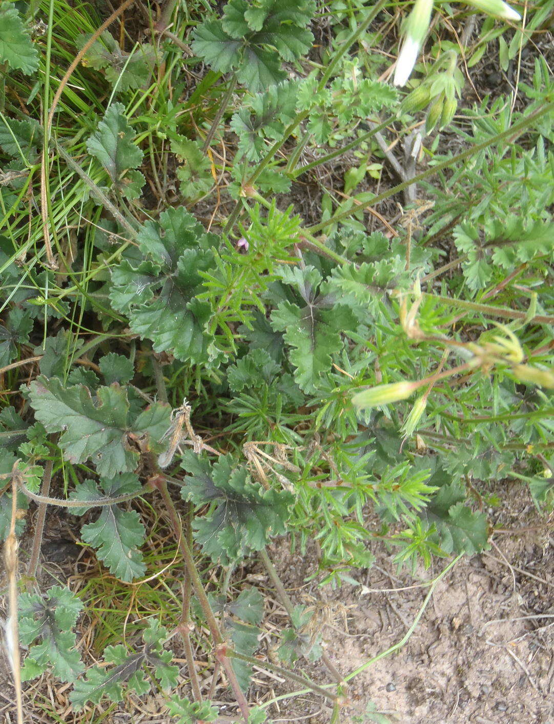 Image of geranium