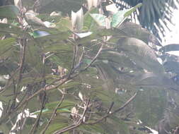 Image of White-browed Gnatcatcher