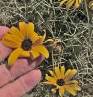 Image of swamp sunflower