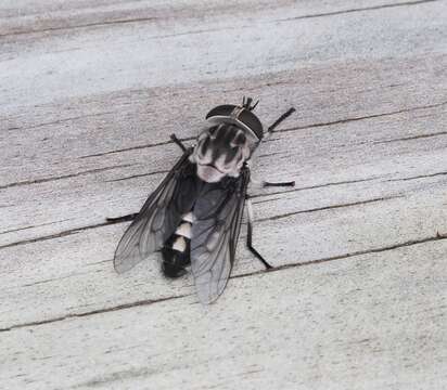 Image of Tabanus trimaculatus Palisot