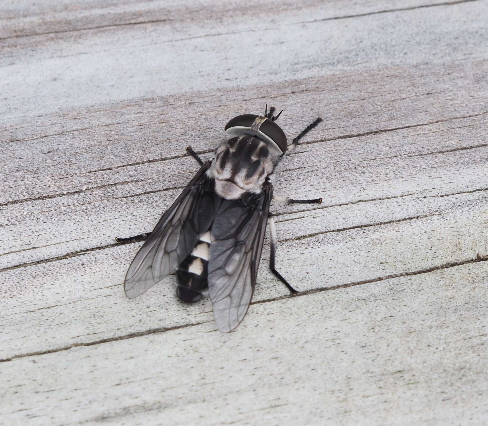 Imagem de Tabanus trimaculatus Palisot