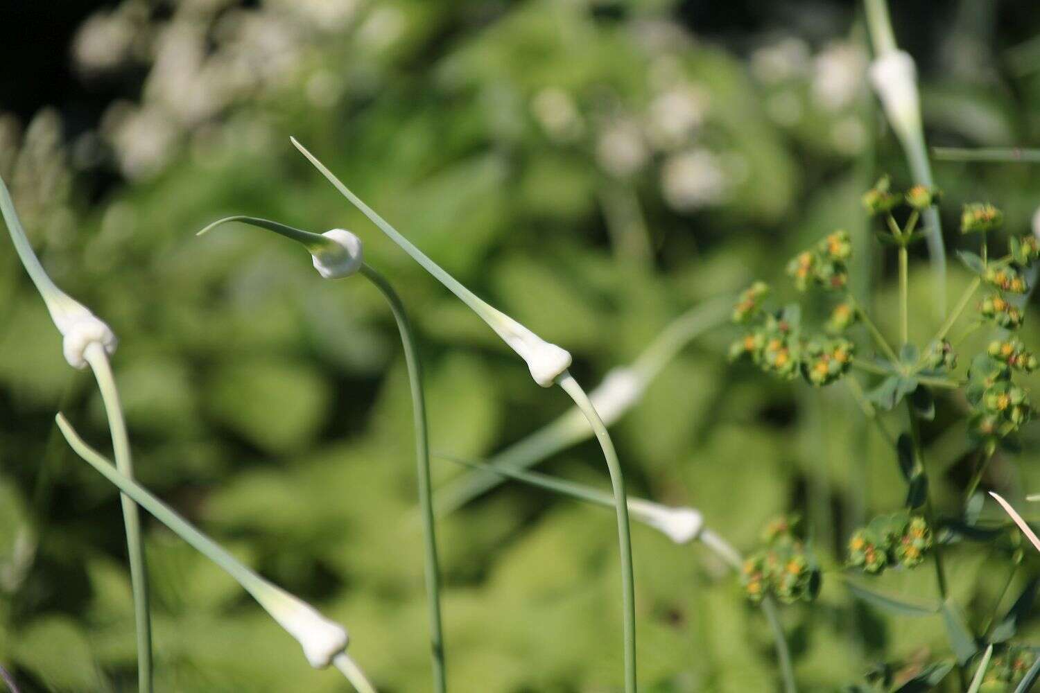 Image of cultivated garlic