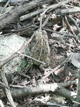 Image of Wiegmann's toad