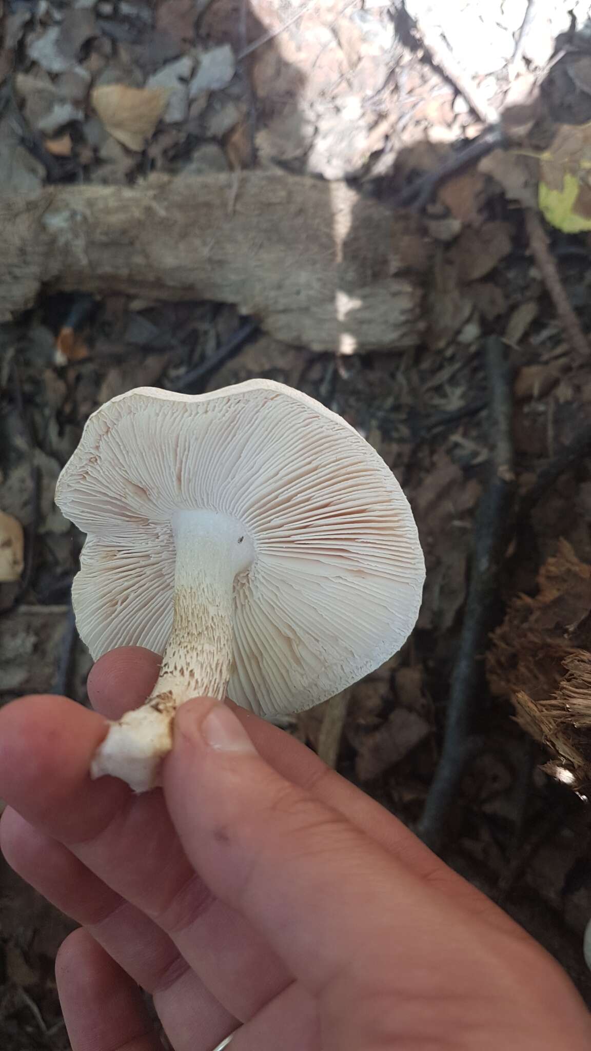 Image of Pluteus leucoborealis Justo, E. F. Malysheva, Bulyonk. & Minnis 2014