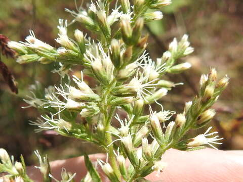 Sivun Eupatorium hyssopifolium L. kuva