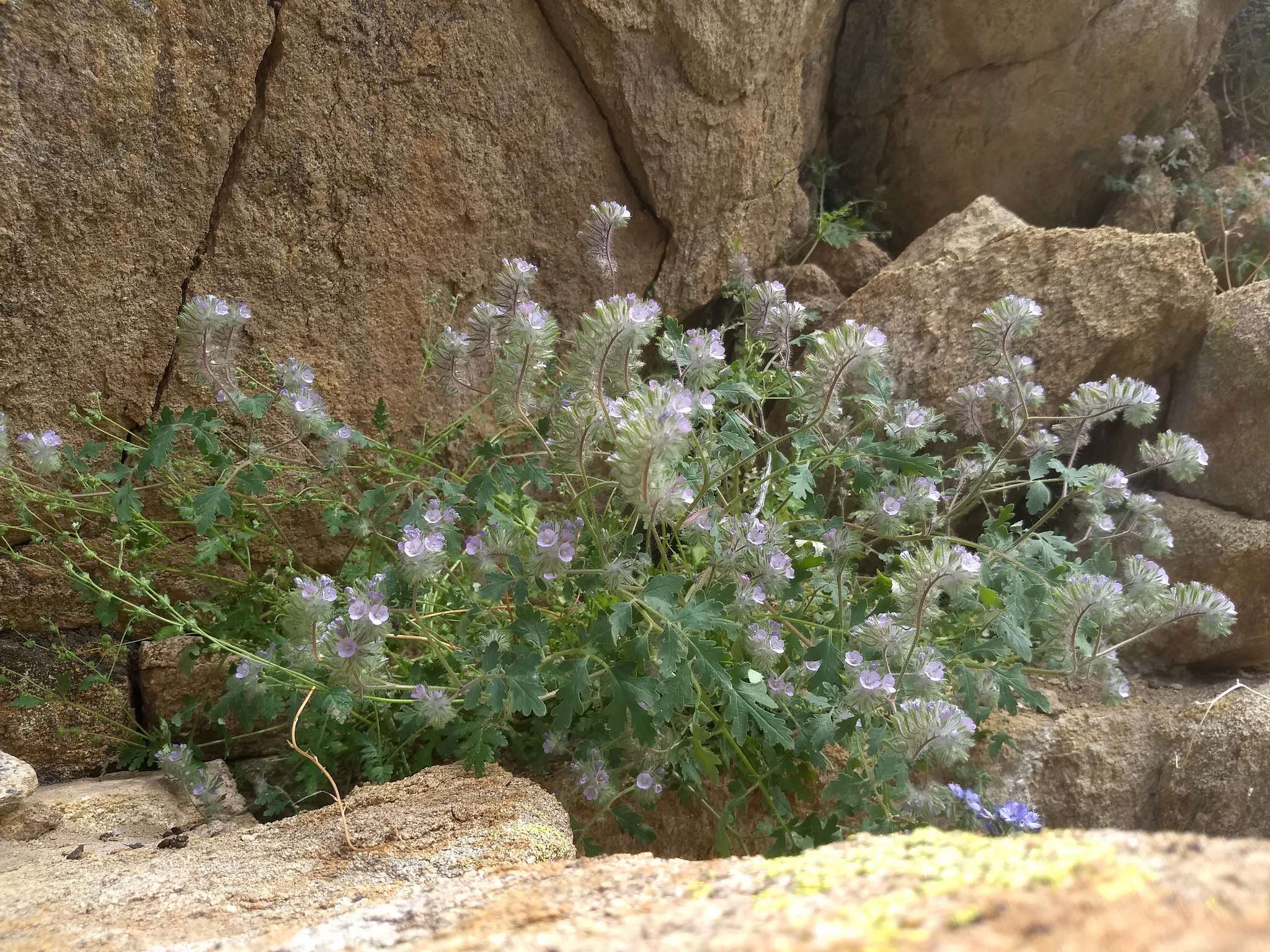 Image of hiddenflower phacelia