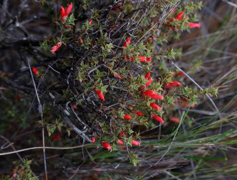 Image of Styphelia serratifolia