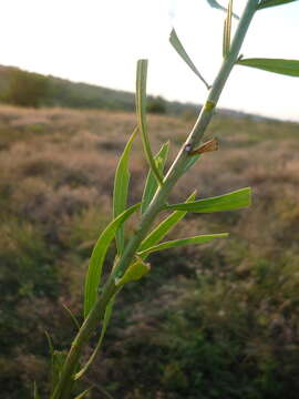 Image of Linaria biebersteinii Besser