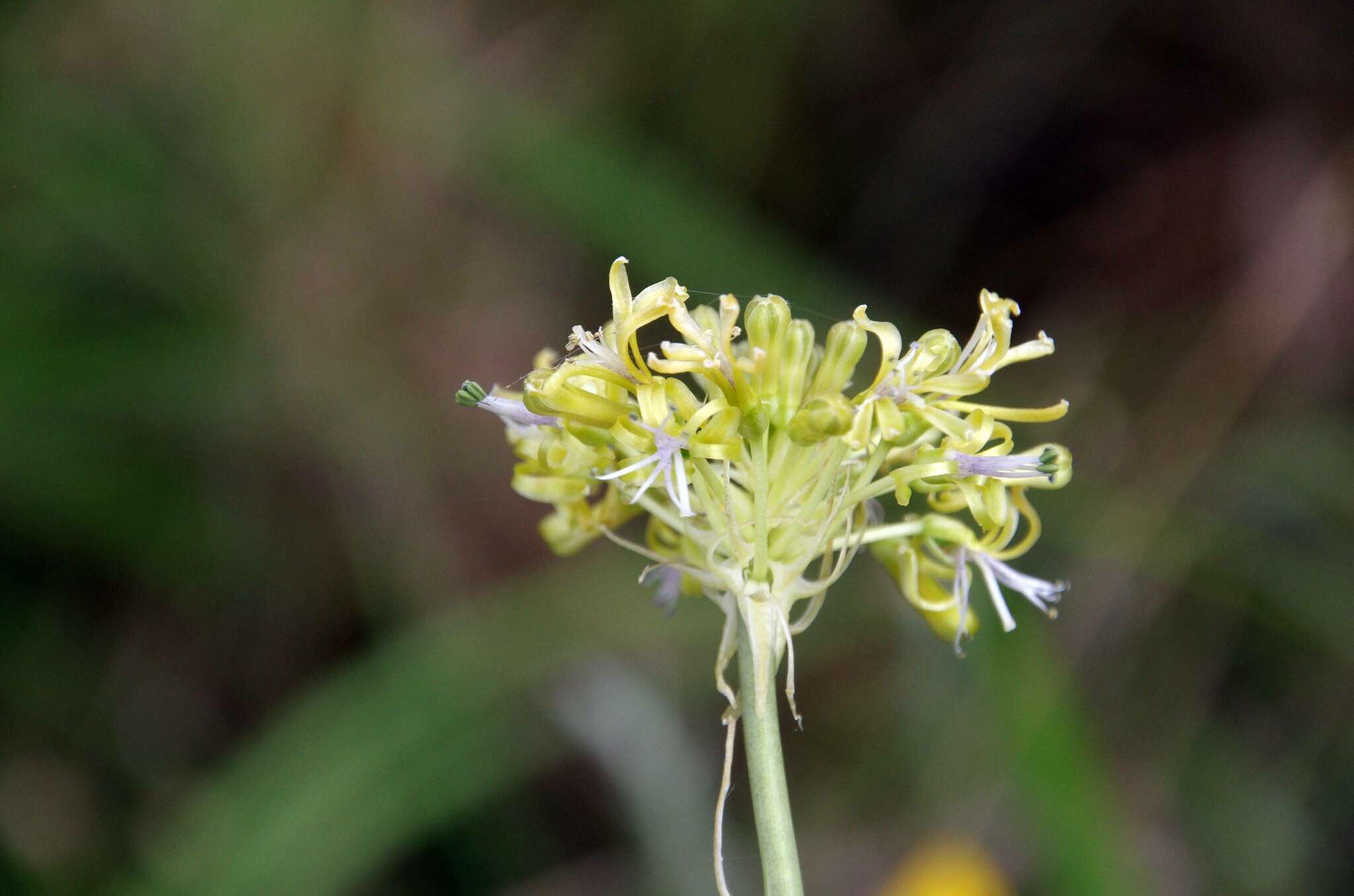 Imagem de Drimia sphaerocephala Baker