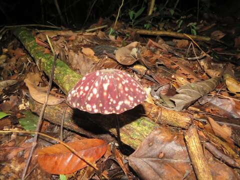 Image of Marasmius amazonicus Henn. 1904