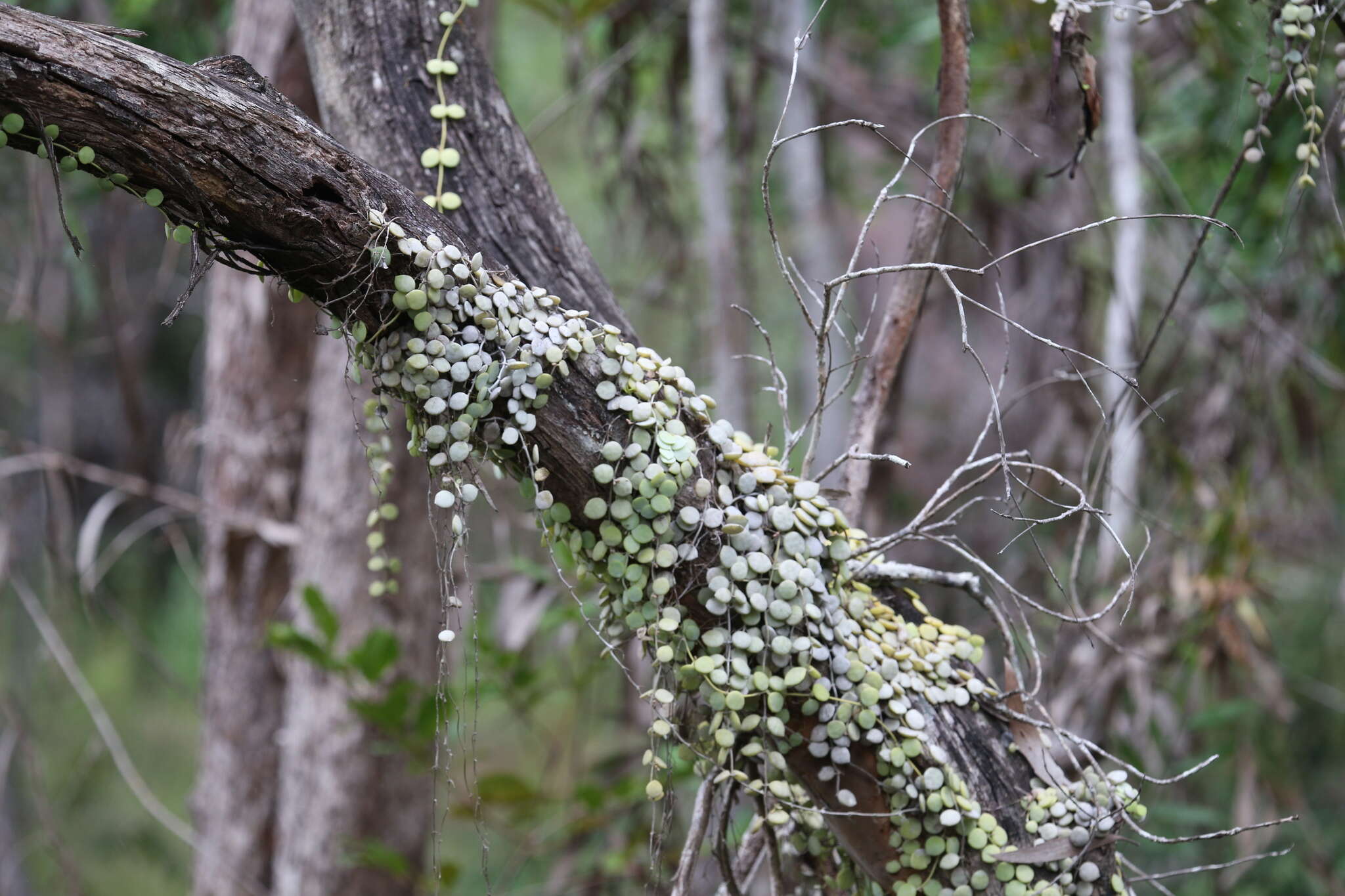 Image of Dischidia nummularia R. Br.