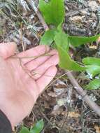 صورة Wahlenbergia violacea J. A. Petterson