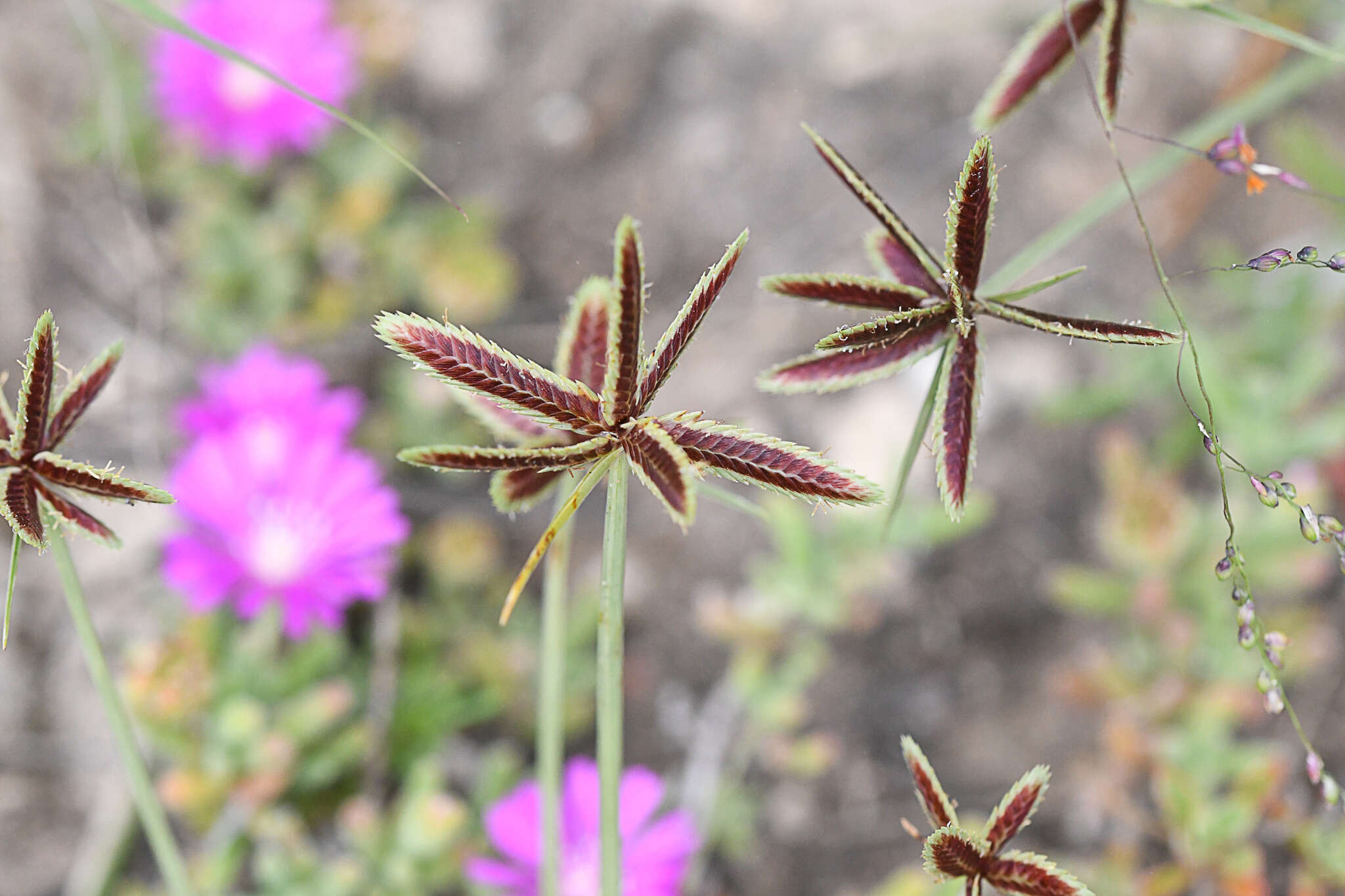 Image of Cyperus rubicundus Vahl