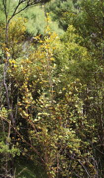 Image of Coprosma arborea Kirk