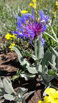 Слика од Centaurea fuscomarginata (K. Koch) Juz.