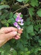 Image of American vetch