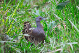 Image of Brown Tinamou