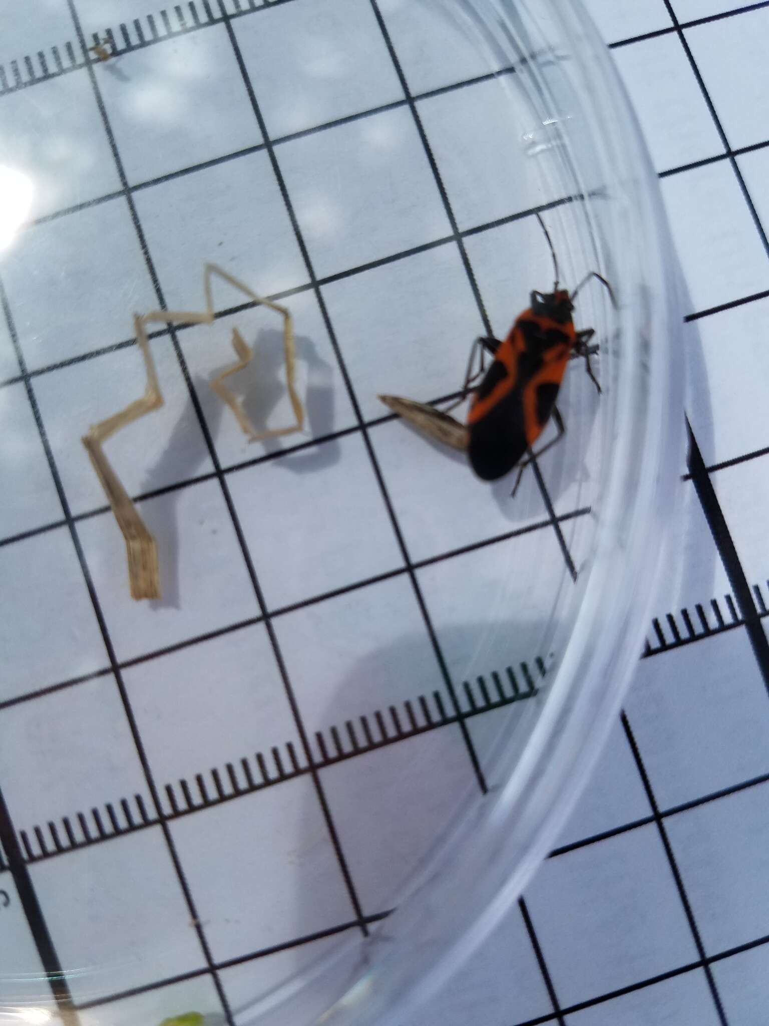 Image of False Milkweed Bug