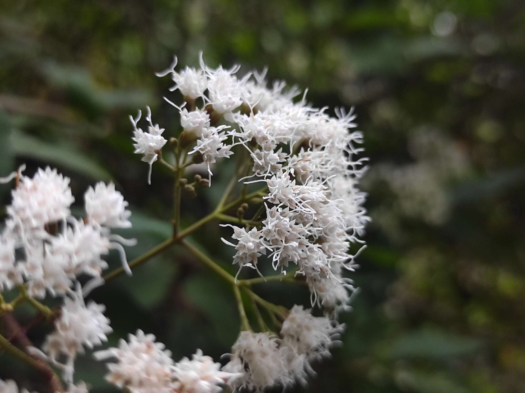 Image of Ageratina ligustrina (DC.) R. King & H. Rob.