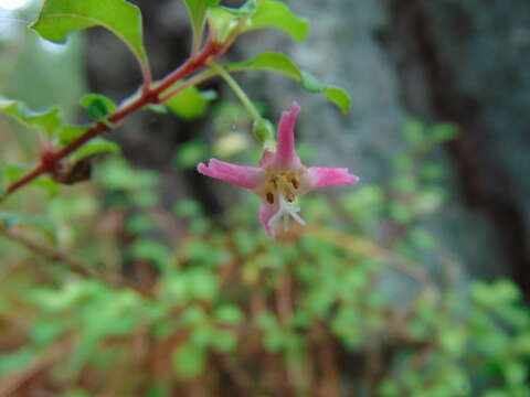 Fuchsia encliandra Steud.的圖片