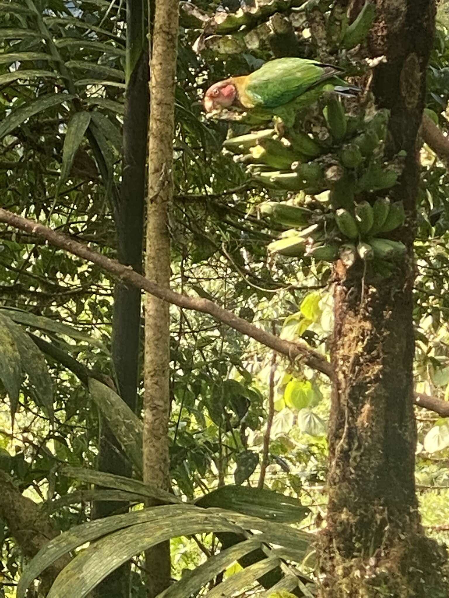 Image of Rose-faced Parrot