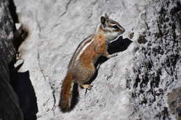 Image of Palmer’s Chipmunk