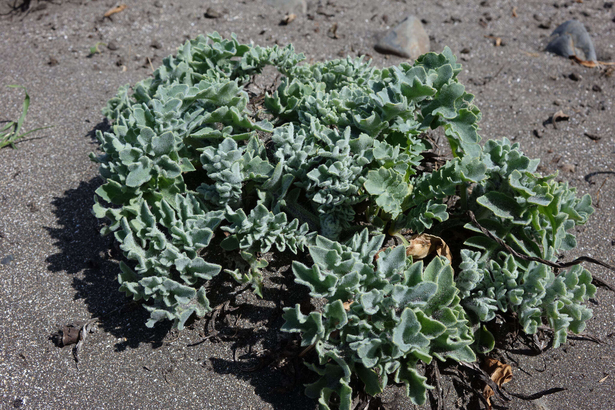 Image of Yellow Horned Poppy