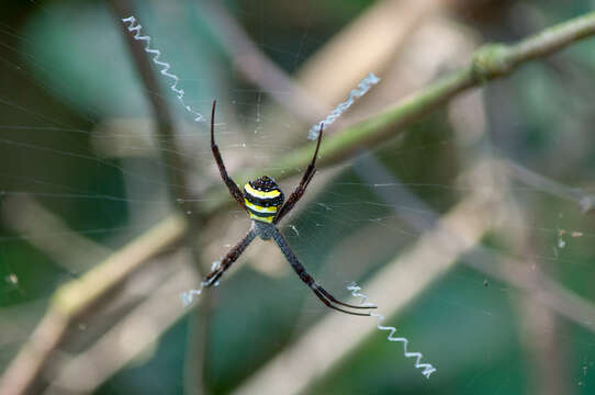 Image of Signature spider