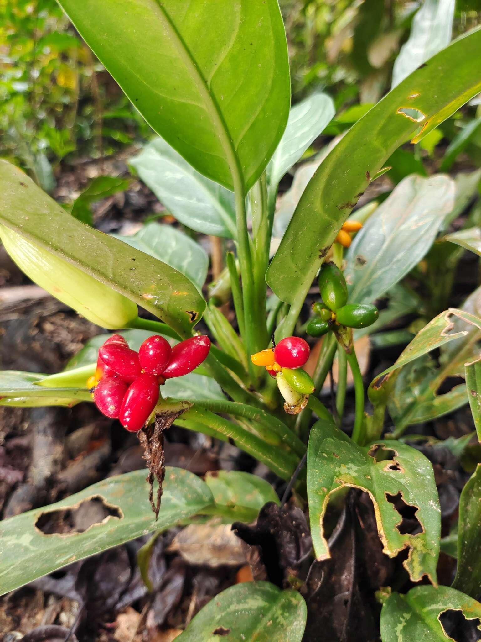 Imagem de Aglaonema commutatum Schott