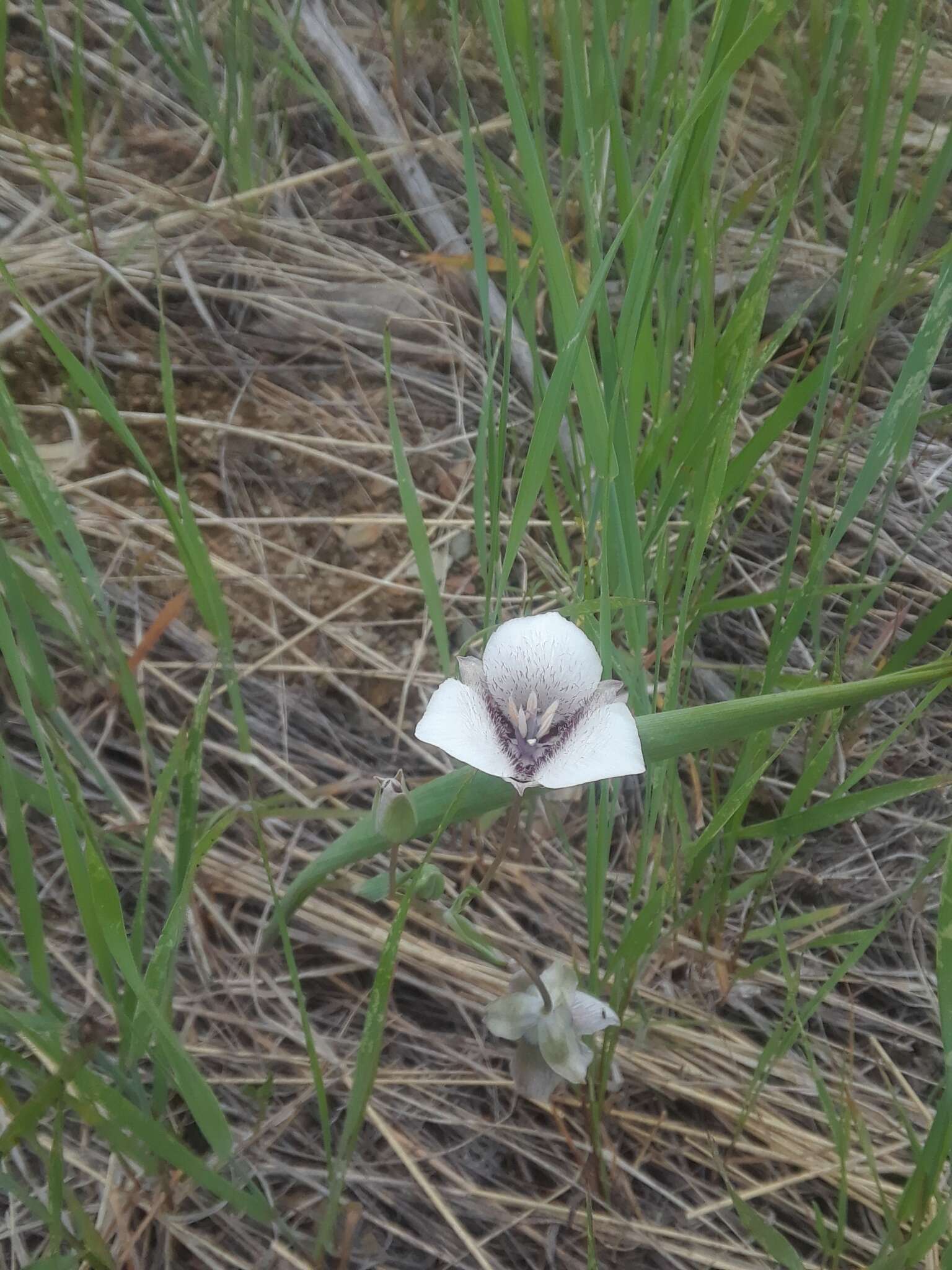 Image of Selway mariposa lily