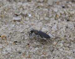 Image of Cicindela (Cicindela) hirticollis rhodensis Calder 1916