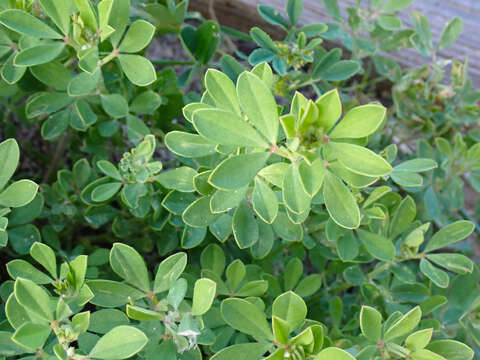 Image of Lotus australis Andrews