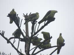 Image of Taiwan Green-pigeon