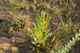 Image of Parapodium costatum E. Mey.