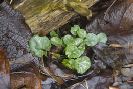 Image of Lesser celandine