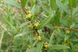 Image of shrubby yellowcrest