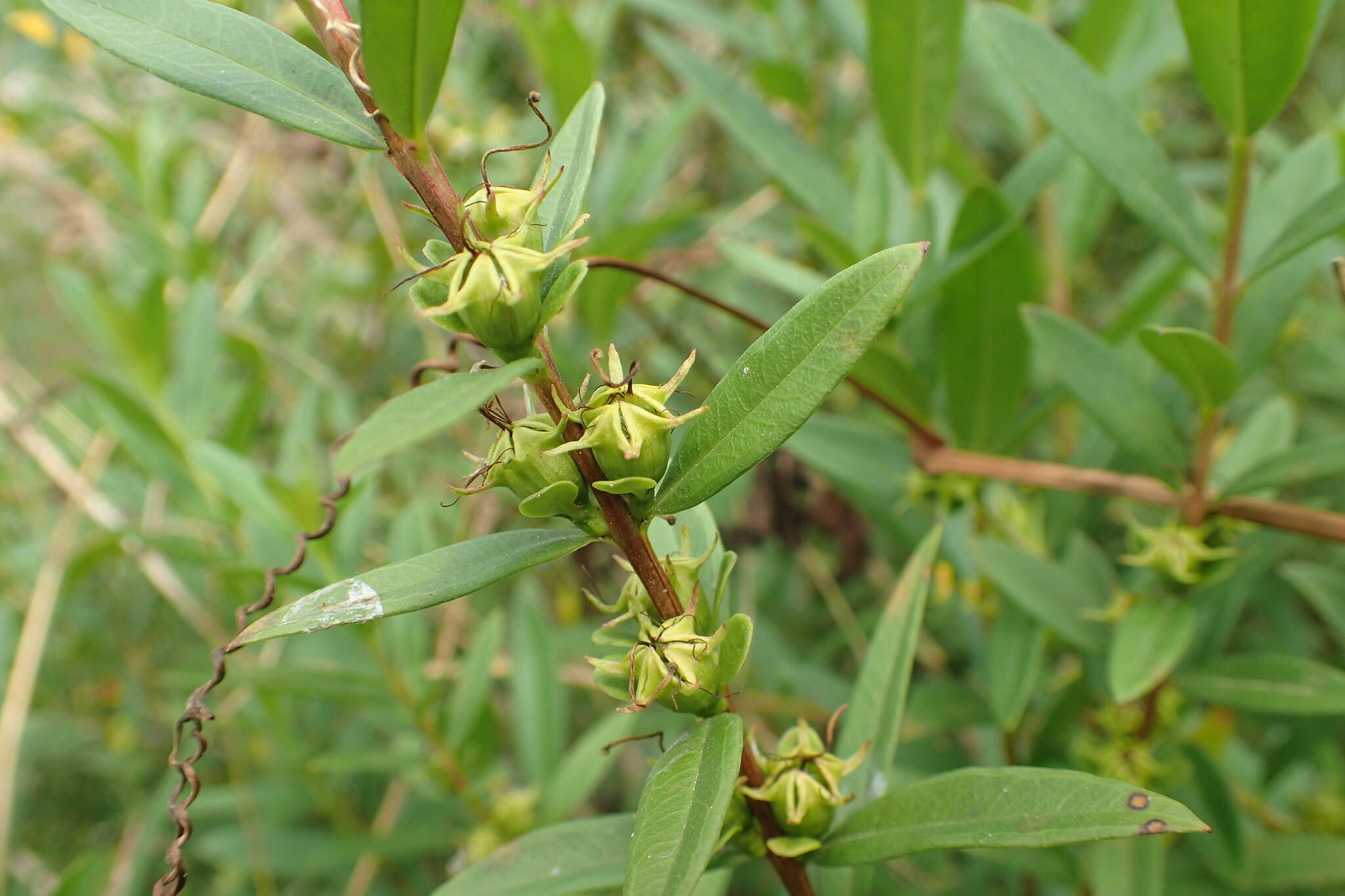 Plancia ëd Heimia salicifolia (Kunth) Link