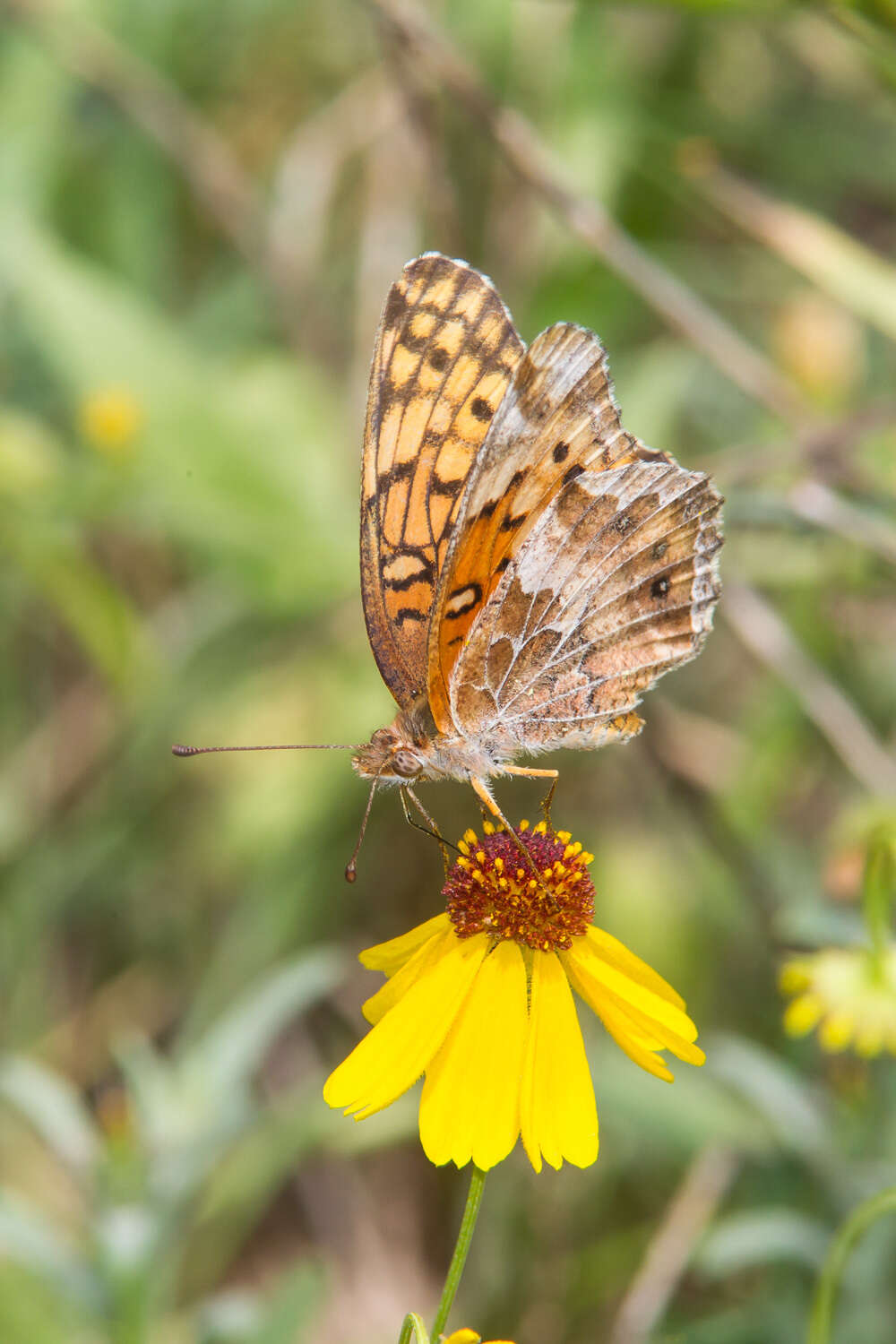 Image of Variegated Fritillary