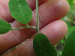 Image de Lespedeza procumbens Michx.