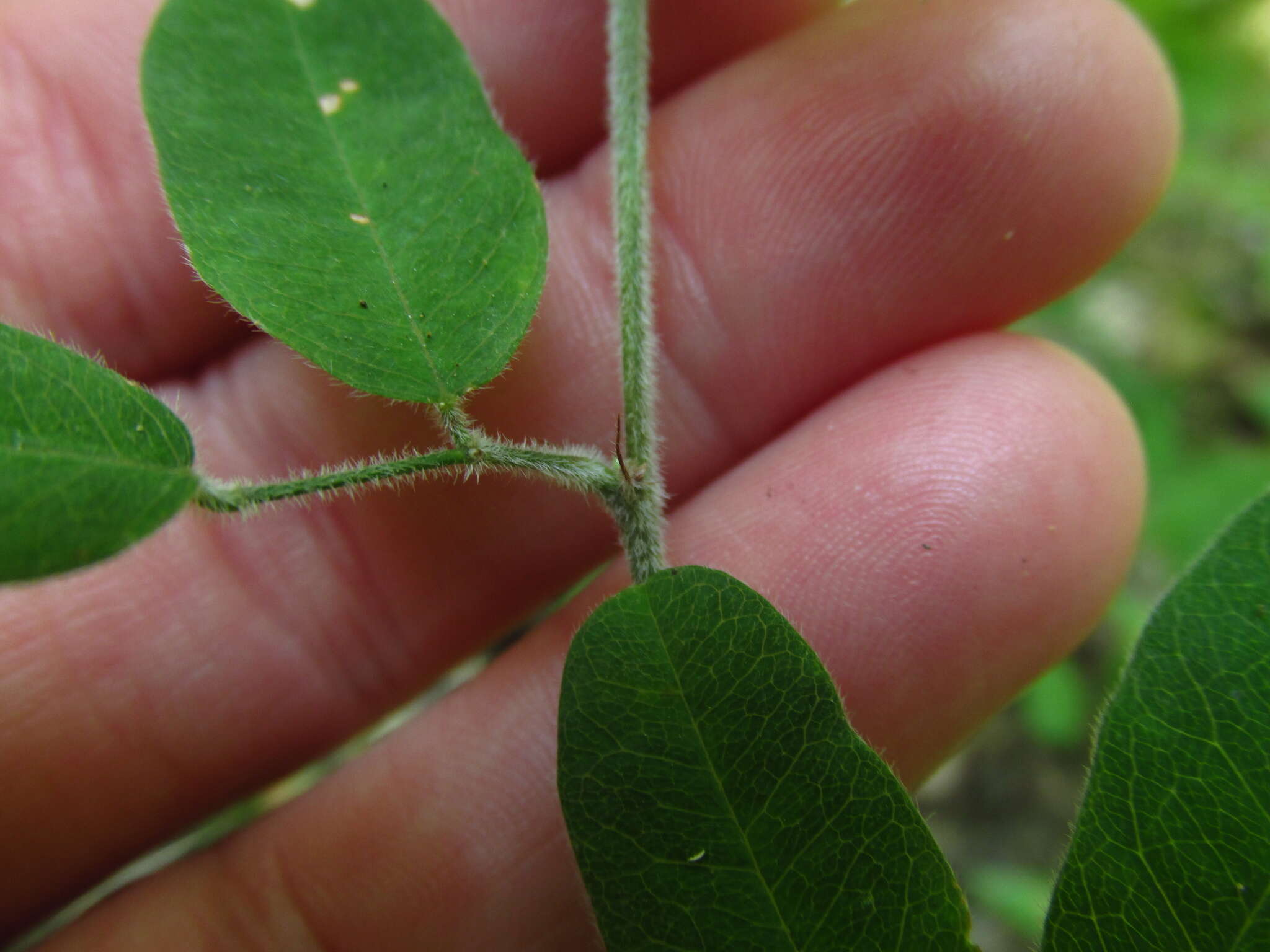 Image de Lespedeza procumbens Michx.