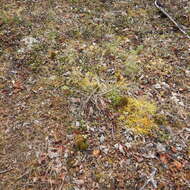 Image of toothedleaf nitrogen moss