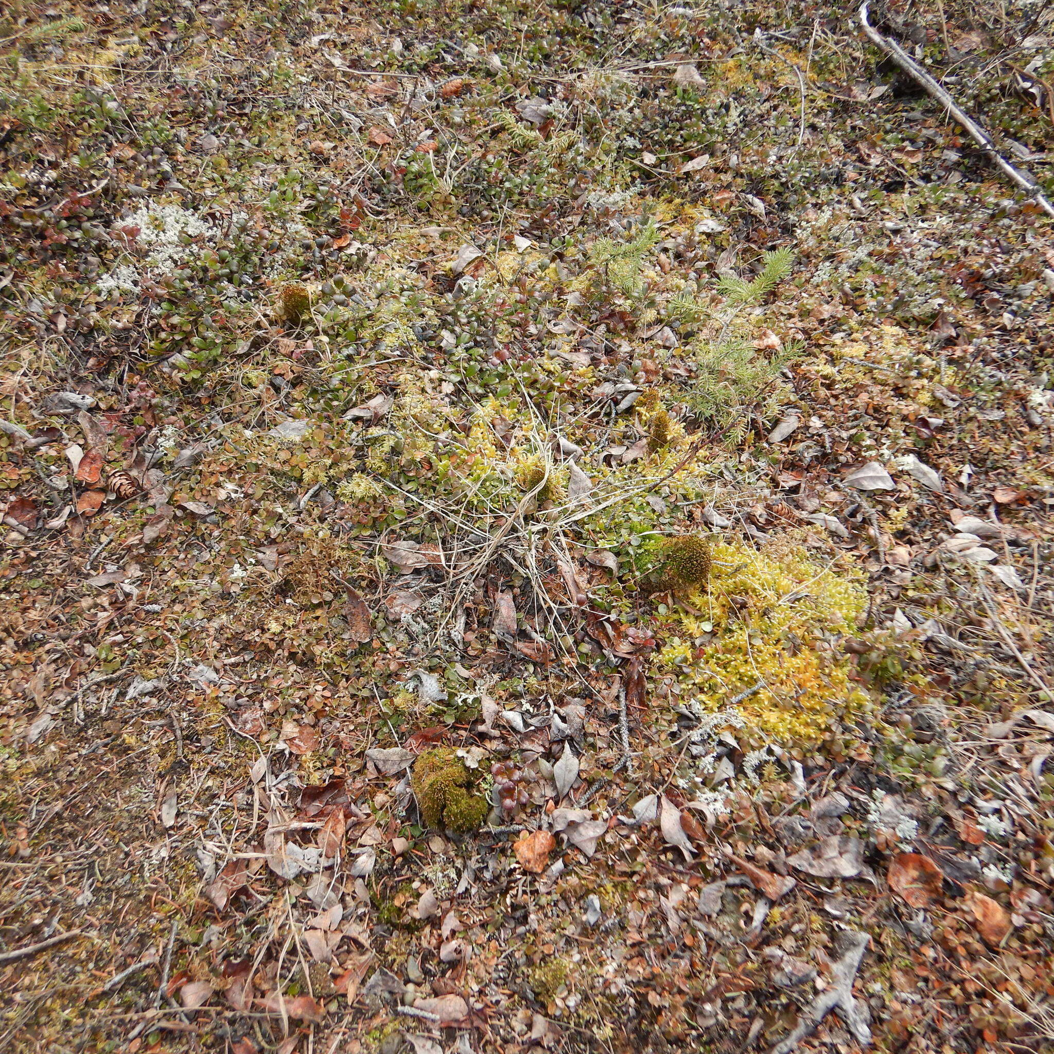 Image of toothedleaf nitrogen moss